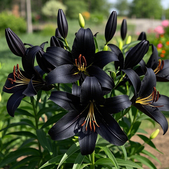 🌺Lily Bulbs—Fresh and Sweet