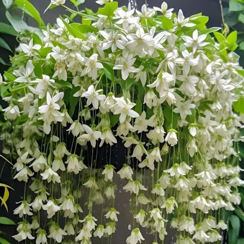🌼Rare Trailing Jasmine Seeds🪴Super easy to care - It keeps blooming even in winter！