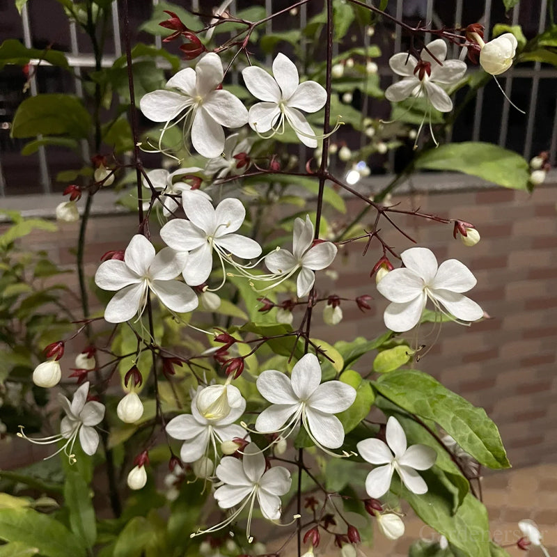 🌼Rare Trailing Jasmine Seeds🪴Super easy to care - It keeps blooming even in winter！