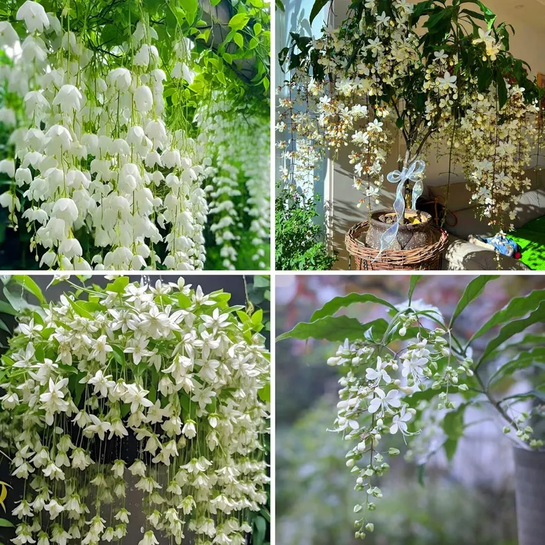 🌼Rare Trailing Jasmine Seeds🪴Super easy to care - It keeps blooming even in winter！