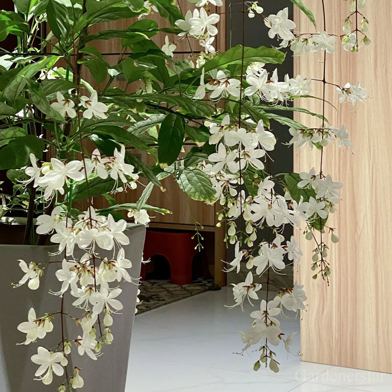 🌼Rare Trailing Jasmine Seeds🪴Super easy to care - It keeps blooming even in winter！