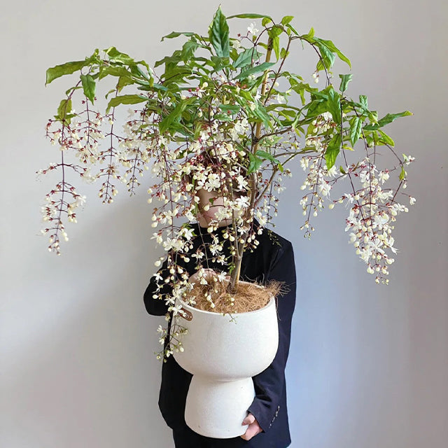 🌼Rare Trailing Jasmine Seeds🪴Super easy to care - It keeps blooming even in winter！