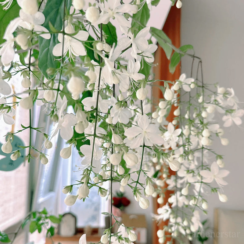 🌼Rare Trailing Jasmine Seeds🪴Super easy to care - It keeps blooming even in winter！
