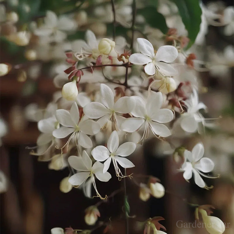 🌼Rare Trailing Jasmine Seeds🪴Super easy to care - It keeps blooming even in winter！