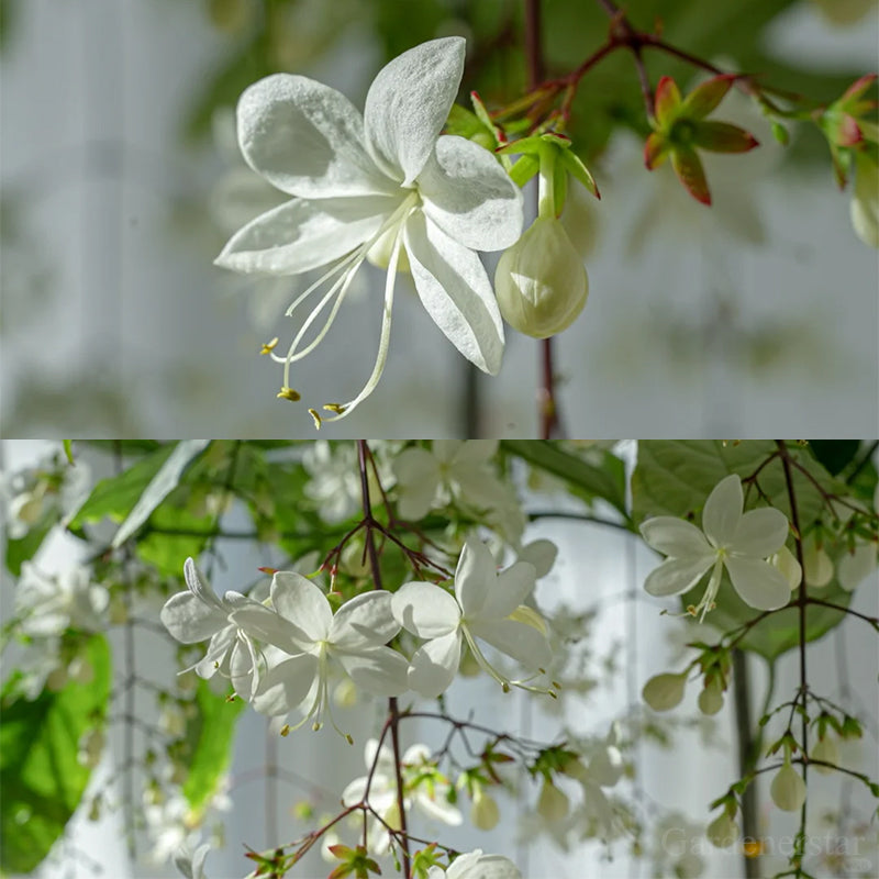 🌼Rare Trailing Jasmine Seeds🪴Super easy to care - It keeps blooming even in winter！