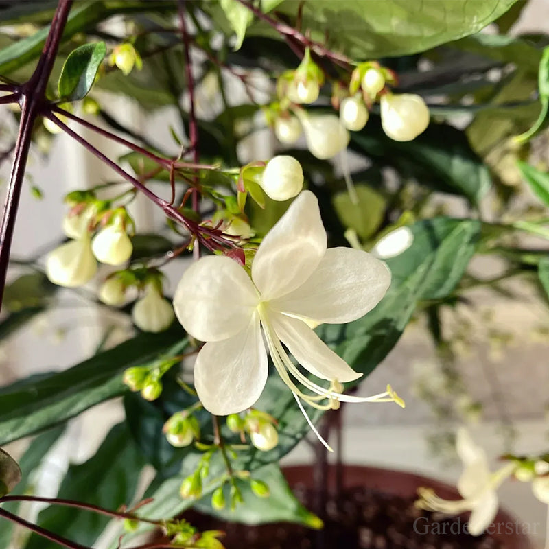 🌼Rare Trailing Jasmine Seeds🪴Super easy to care - It keeps blooming even in winter！