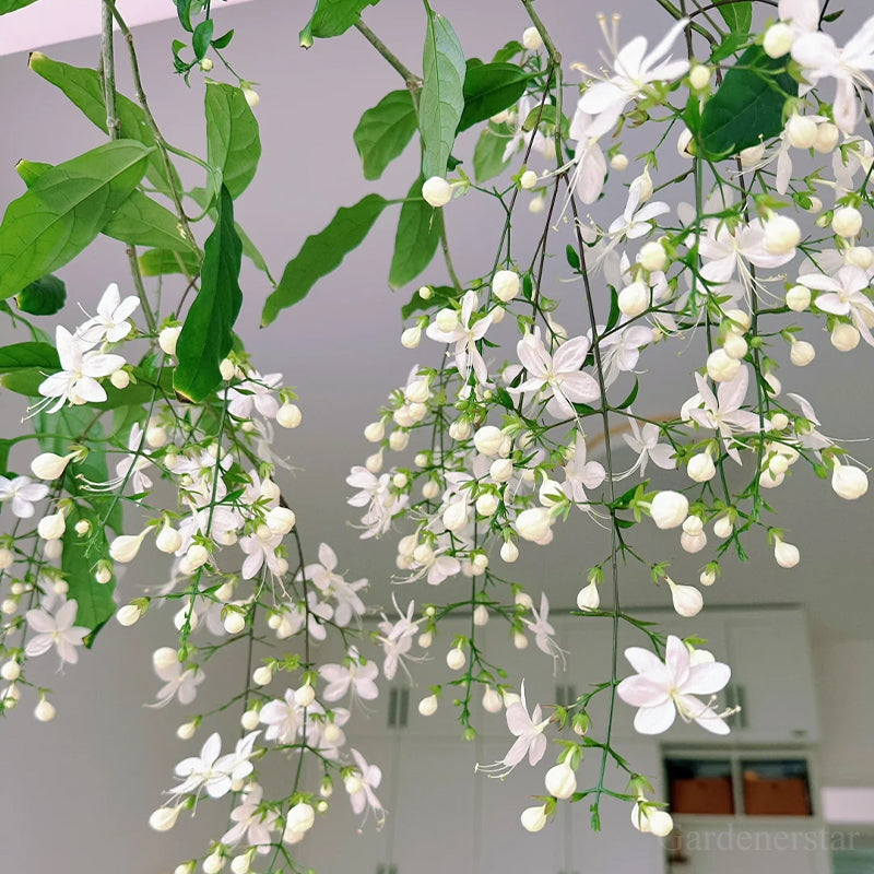 🌼Rare Trailing Jasmine Seeds🪴Super easy to care - It keeps blooming even in winter！