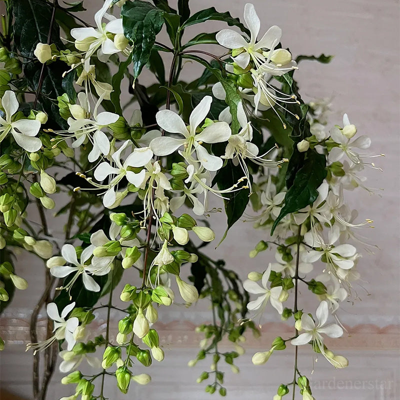 🌼Rare Trailing Jasmine Seeds🪴Super easy to care - It keeps blooming even in winter！