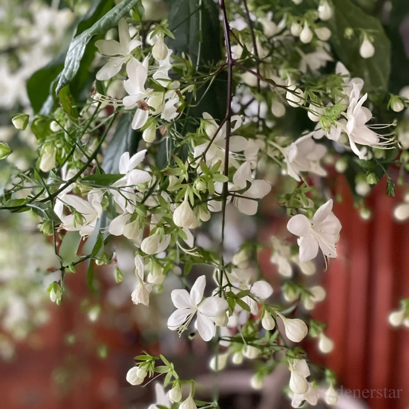 🌼Rare Trailing Jasmine Seeds🪴Super easy to care - It keeps blooming even in winter！