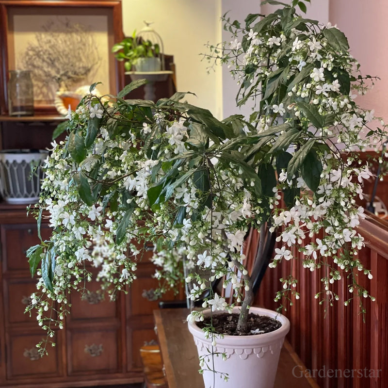 🌼Rare Trailing Jasmine Seeds🪴Super easy to care - It keeps blooming even in winter！