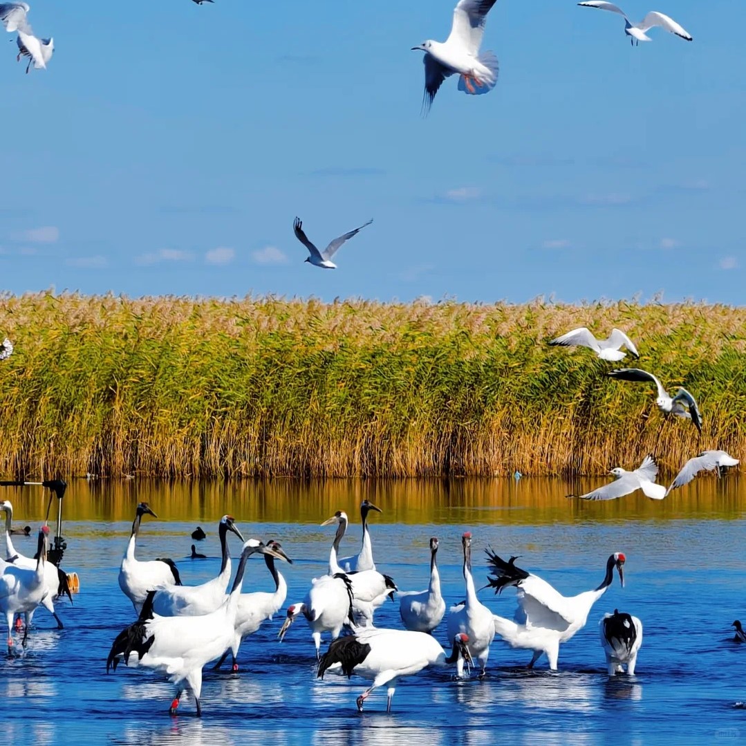 HeiLongJiang-Qiqihar Red-crowned crane
