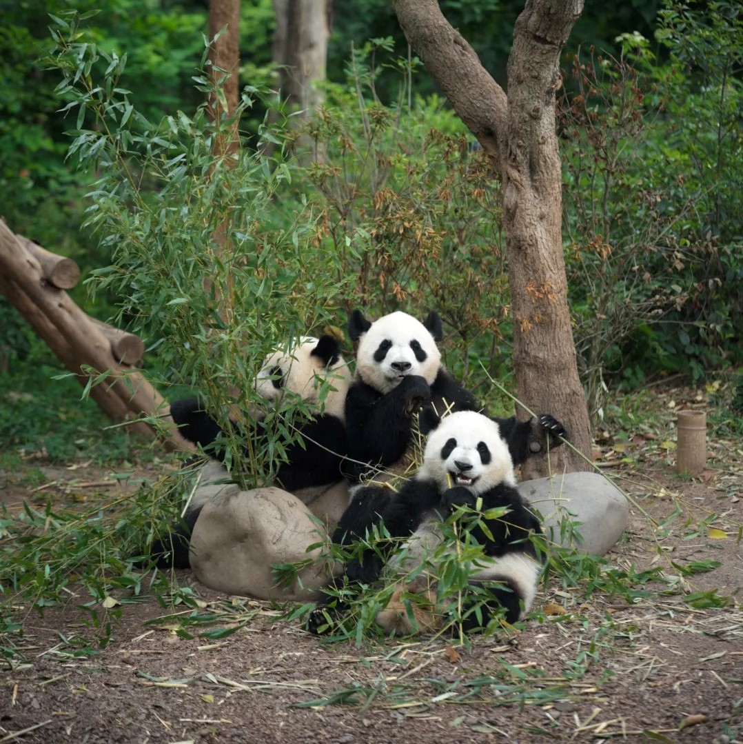 Chengdu-Leshan-Chongqing