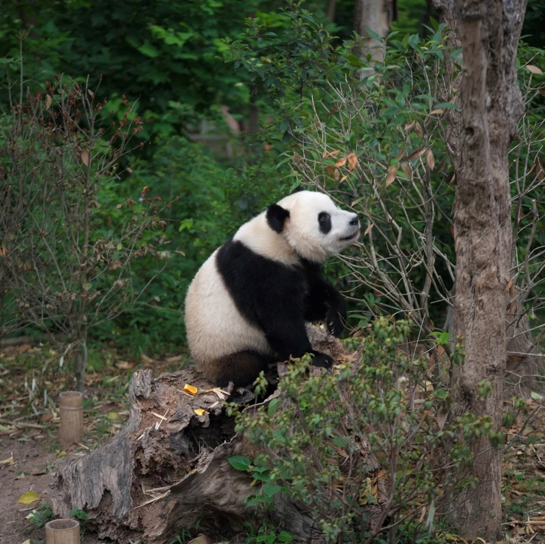 Chengdu-Dujiangyan
