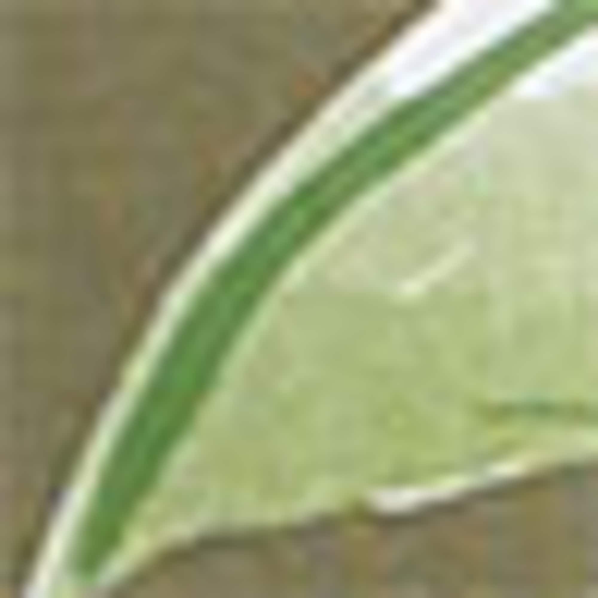 Nightdress green