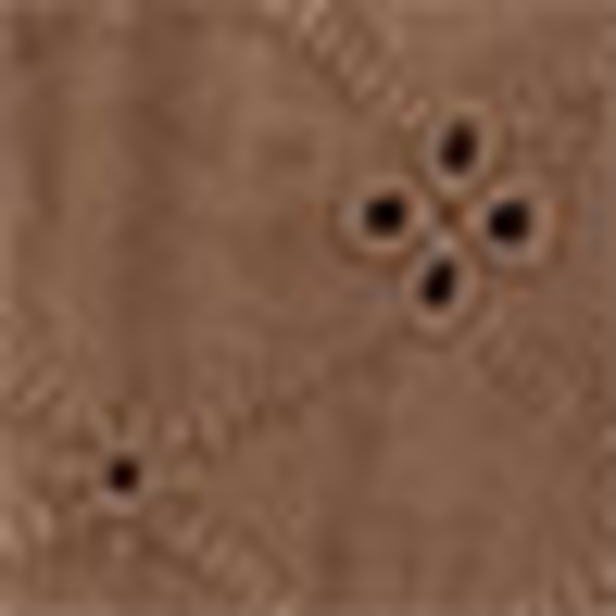 Shorts - mid-rise waist - broderie anglaise light brown