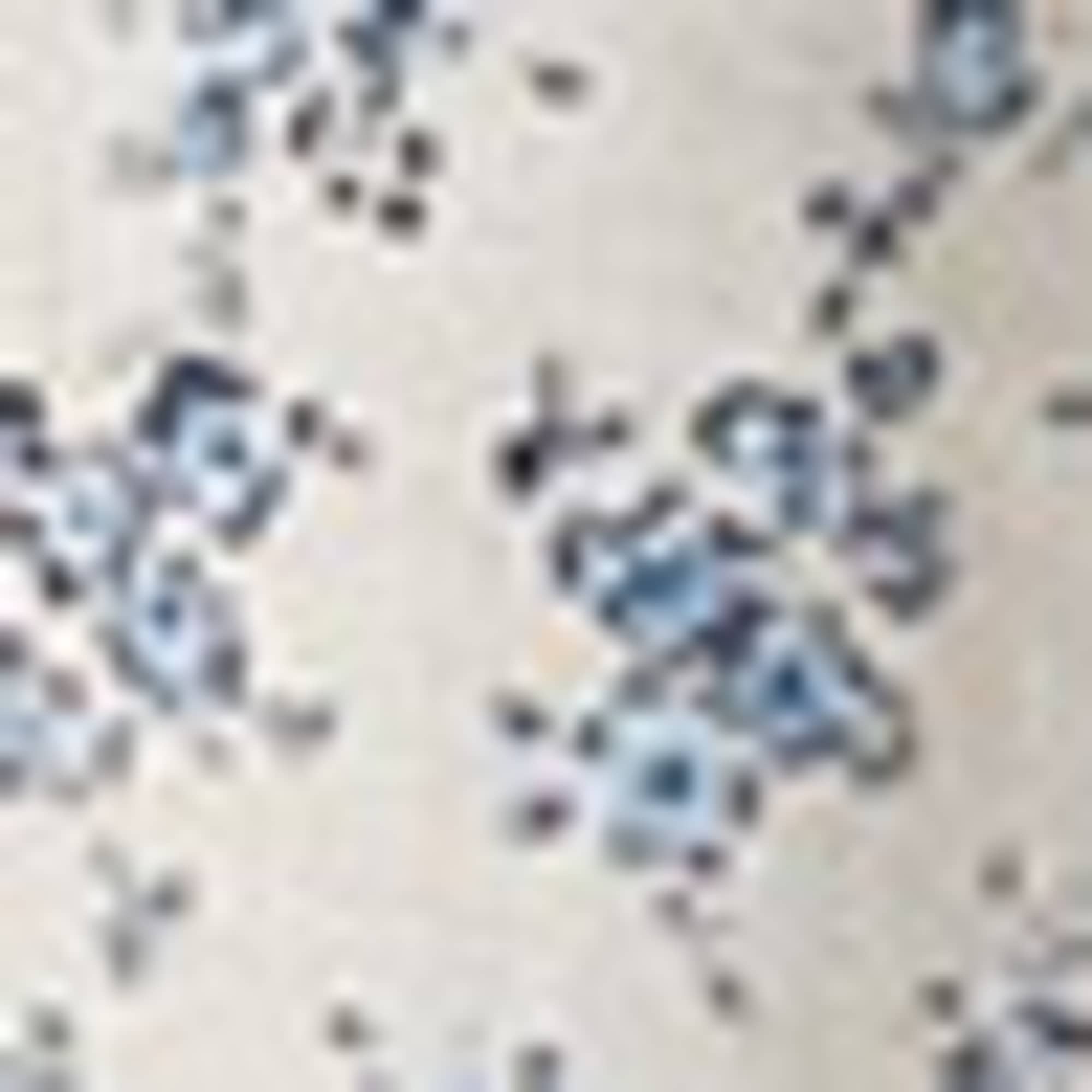 Blouse - floral blue / white (1)