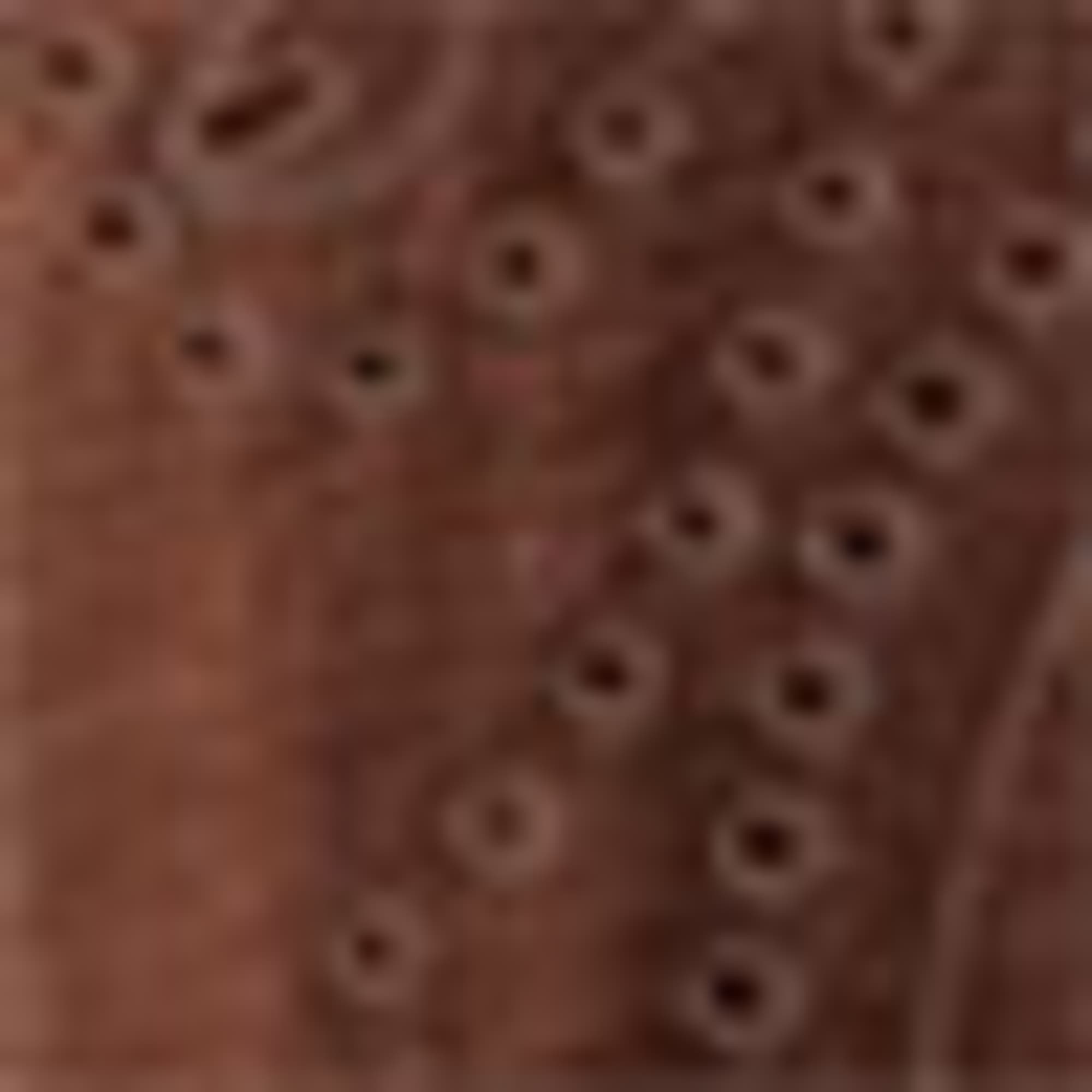 Blouse - broderie anglaise brown