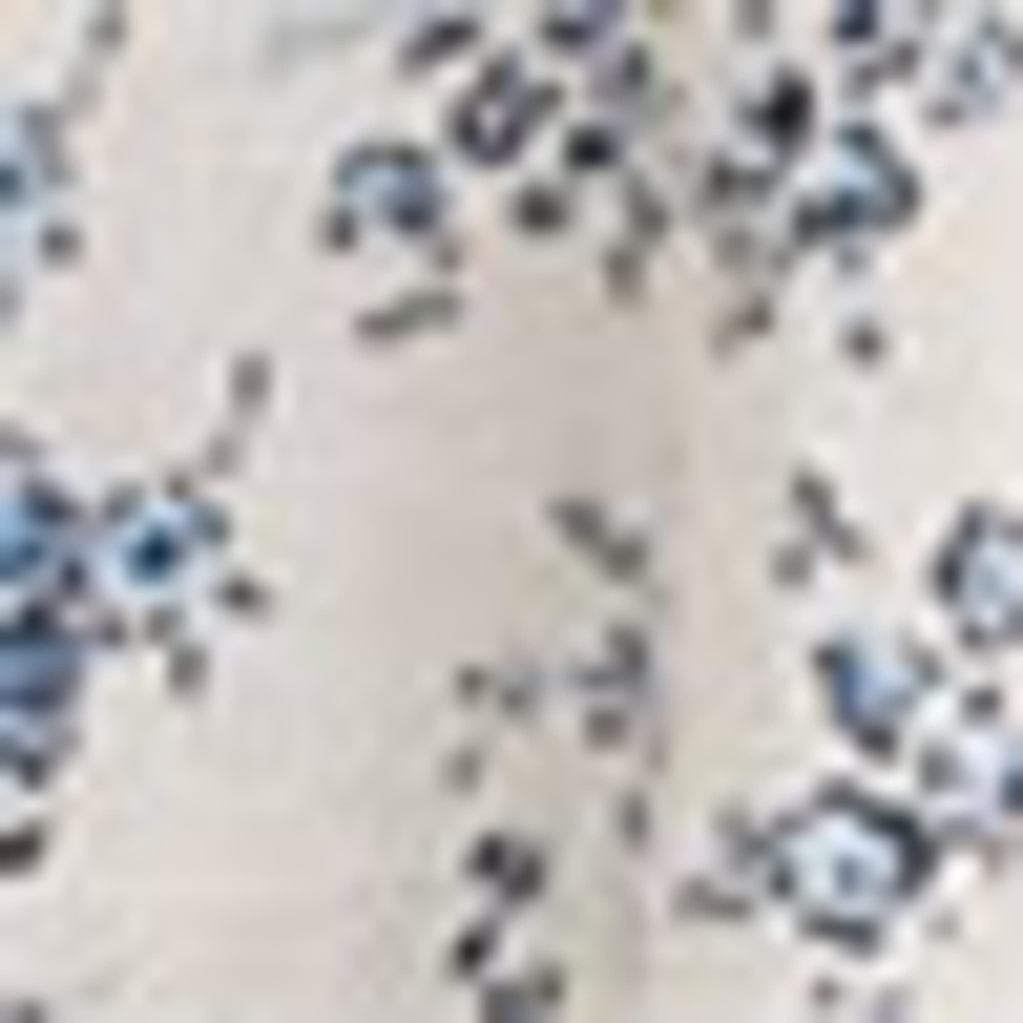 Blouse - floral beige