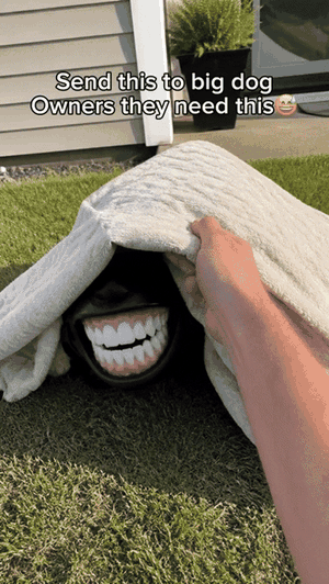 Dog smile muzzle outdoor GIF