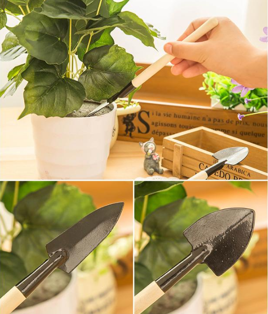 🔥Last Day 49% OFF -🦋Phalaenopsis Lantern Flower Seeds