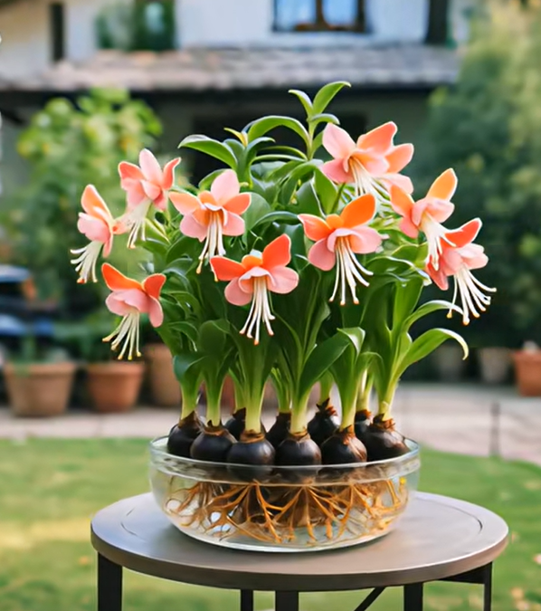 🔥Last Day 49% OFF -🦋Phalaenopsis Lantern Flower Seeds