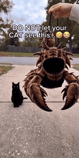 Cat Halloween costume video 2