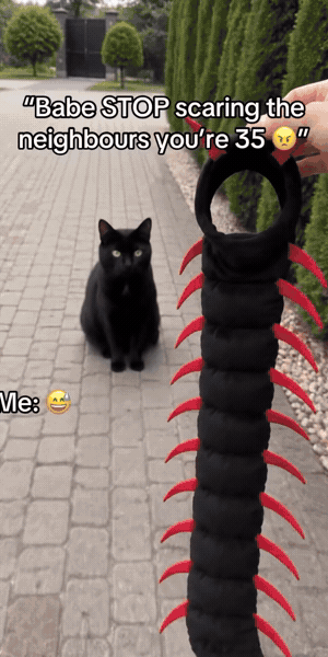 Cat Halloween costume video 1