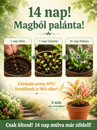 Prémium Hét Színű Lánggyöngy Virágmagok (Féláron + 14 Nap Garancia)