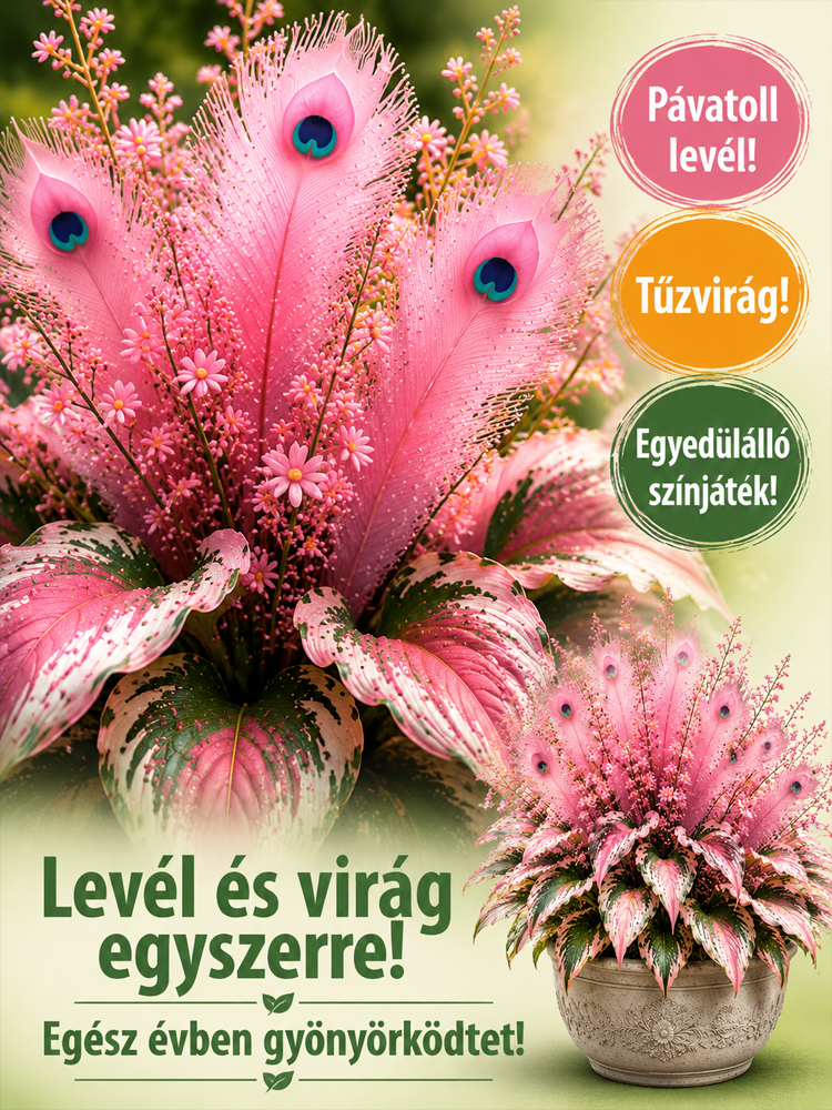 Prémium Hét Színű Lánggyöngy Virágmagok (Féláron + 14 Nap Garancia)