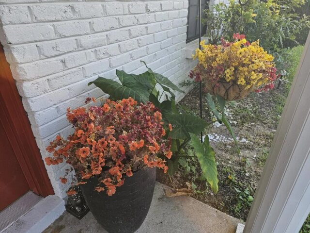 Customer autumn flower arrangement 5