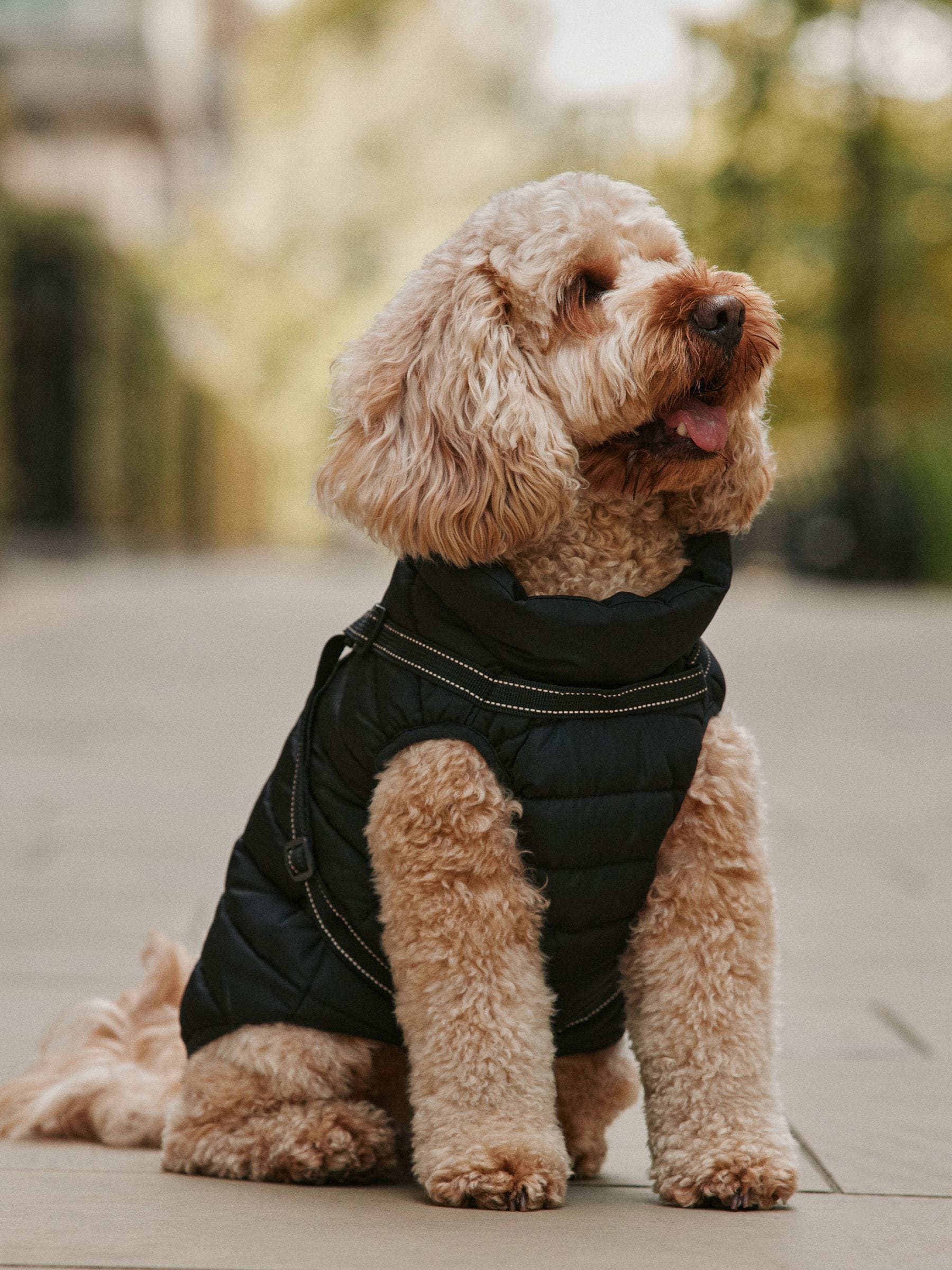 Padded Pet Harness Coat - Black - Regular - Location Worn
