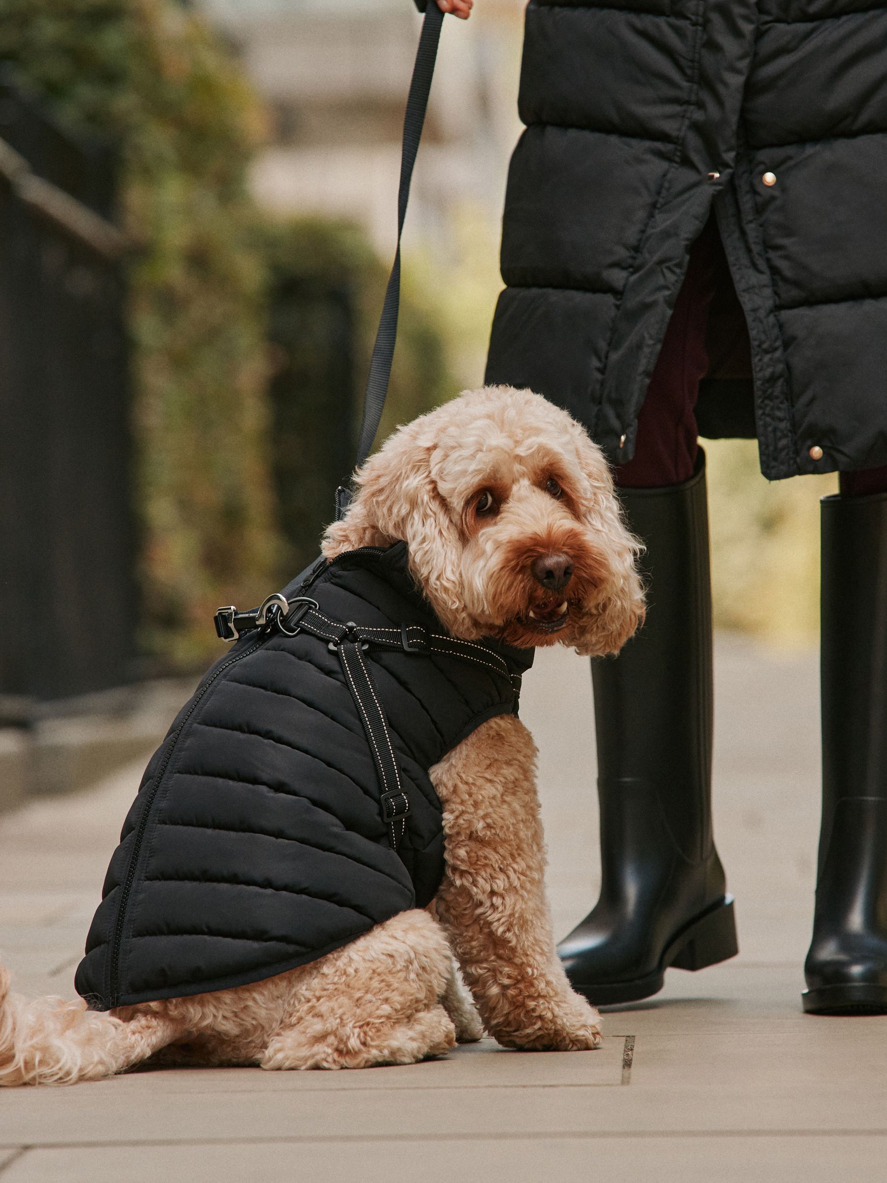 Padded Pet Harness Coat - Black - Regular - Location Worn