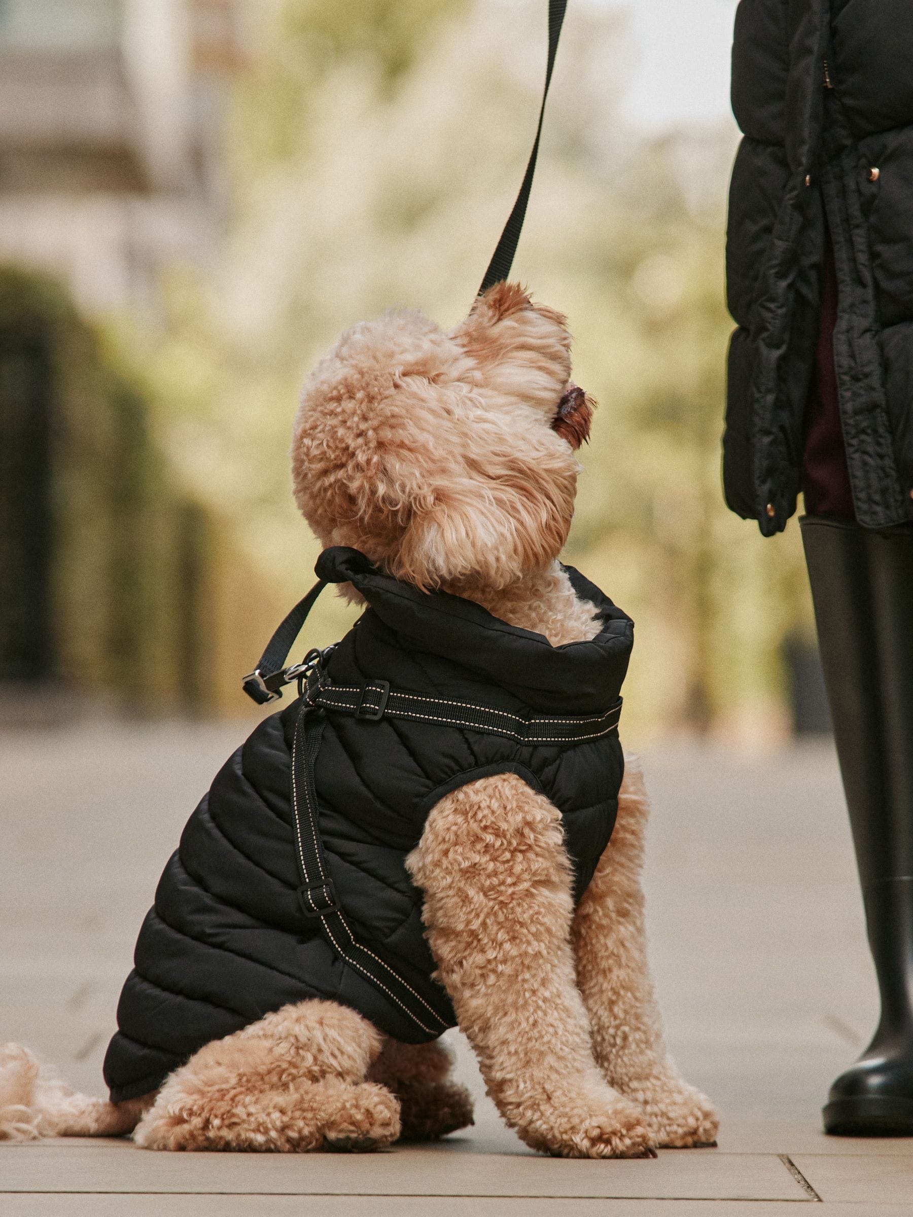 Padded Pet Harness Coat - Black - Regular - Location Worn