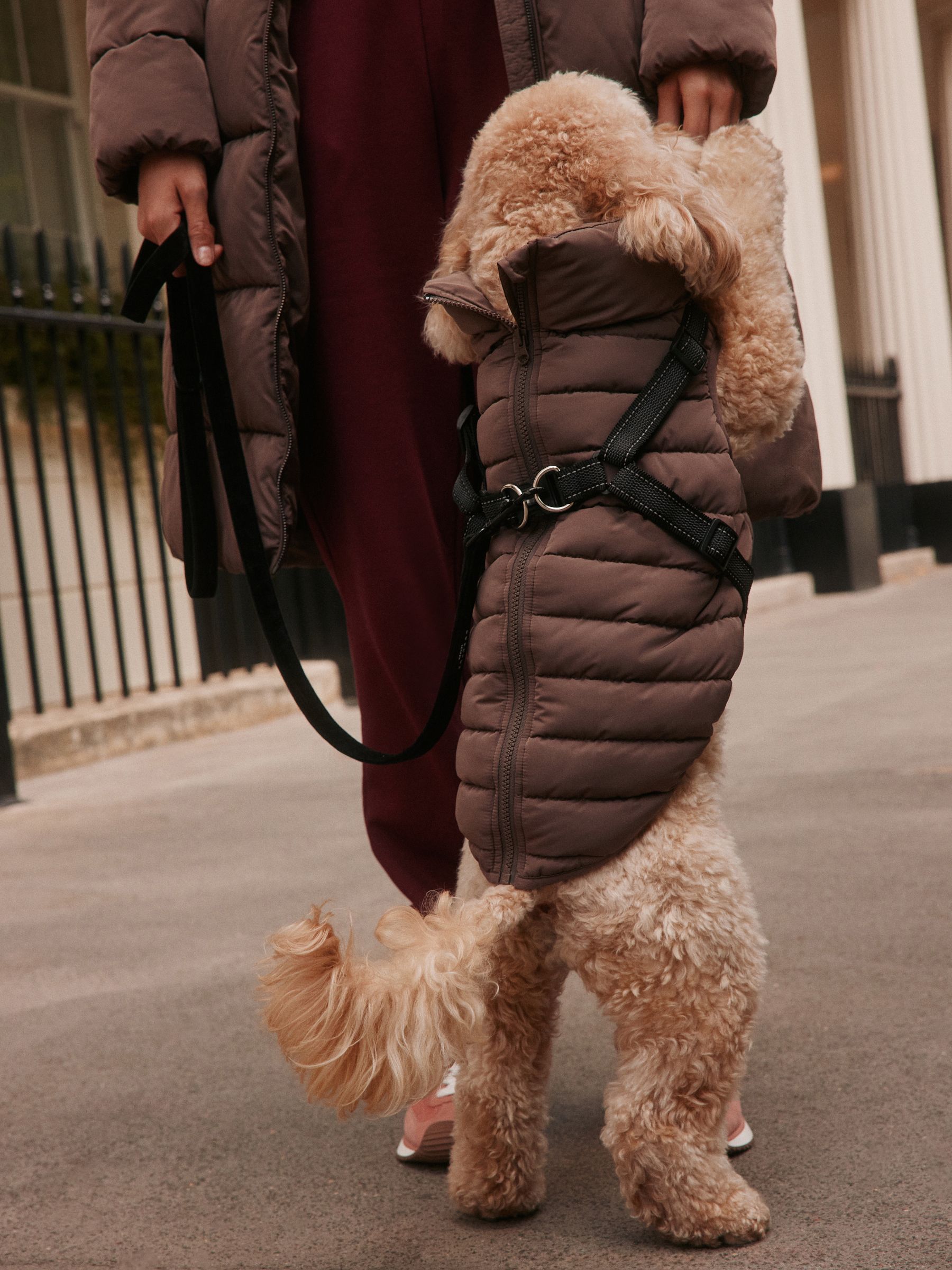 Padded Pet Harness Coat - Chocolate Brown - Regular - Location Worn