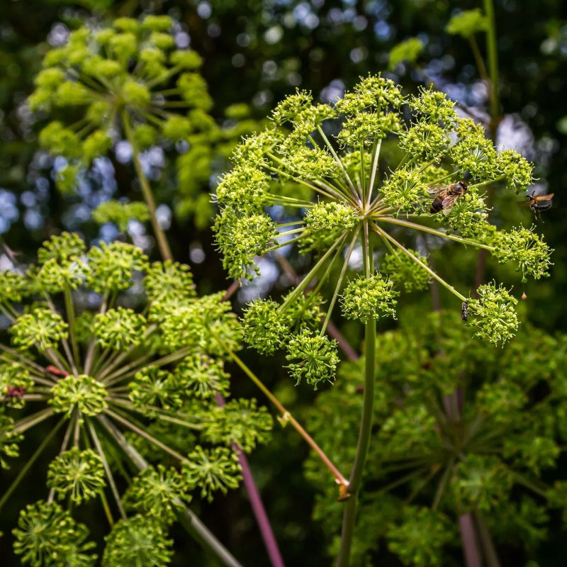 Angelica Root Water
