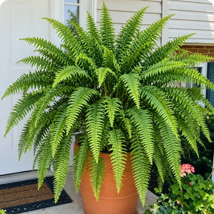 Large, Illuminated Artificial Boston Fern