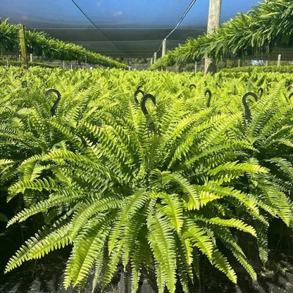 Large, Illuminated Artificial Boston Fern