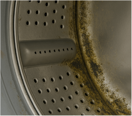 Mold & Mildew Before