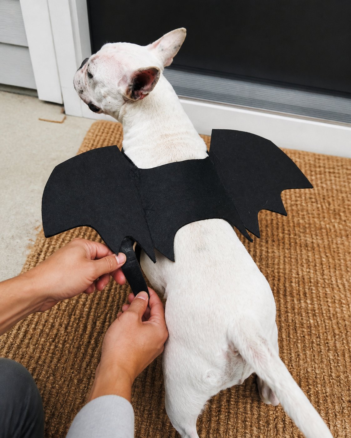 Idée de mise en scène du costume pour animal à ailes de chauve-souris noires : ajustement vu à la première personne