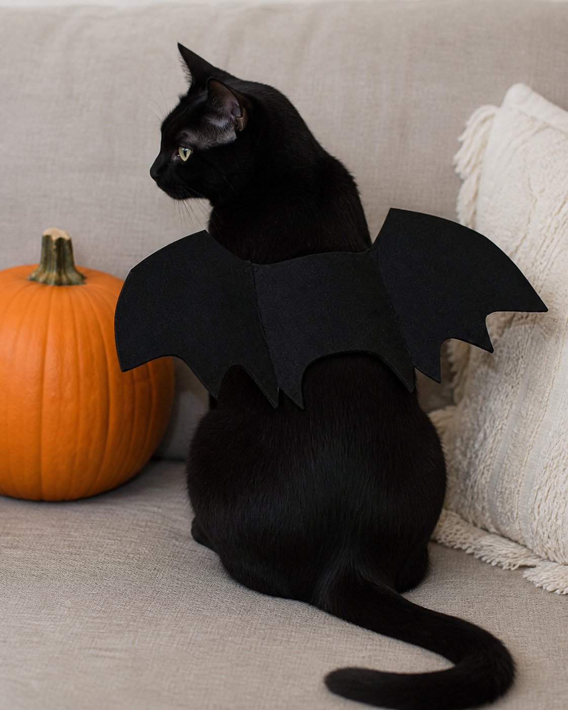 Idée de mise en scène du costume pour animal à ailes de chauve-souris noires : ambiance douillette avec un chat