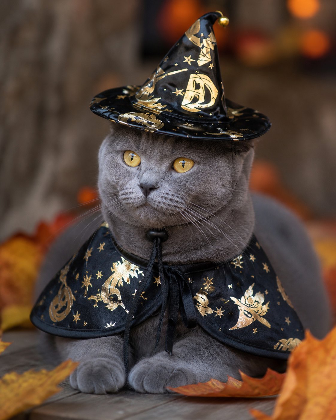 Idée de mise en scène de la cape et du chapeau de sorcier noir et doré pour animal : portrait de chat en automne