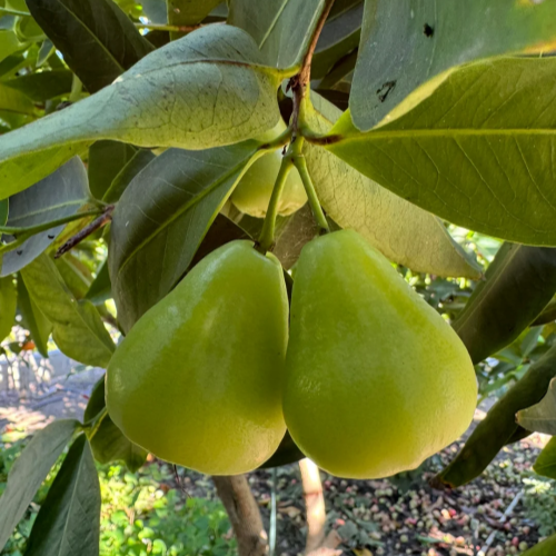 🍹Sweet, crispy, and juicy wax apple seeds🪴