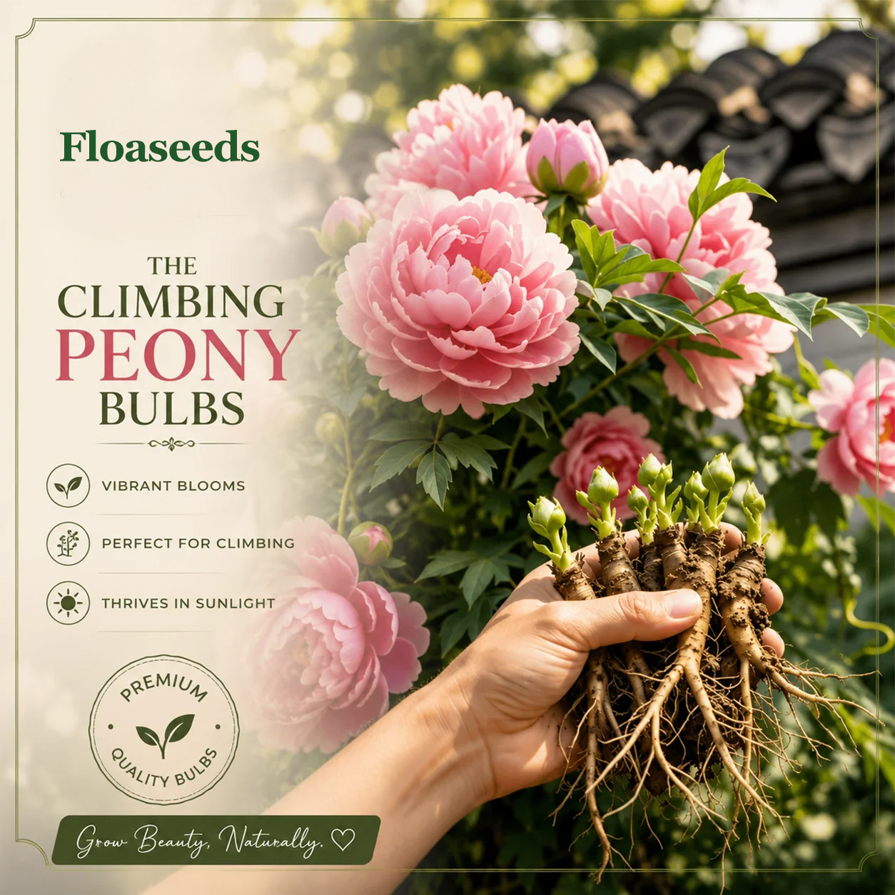 🌸 Rare Climbing Peony Bulbs🪴Big Full Blooms, Cold Hardy Perennial, Easy to Grow Garden Favorite