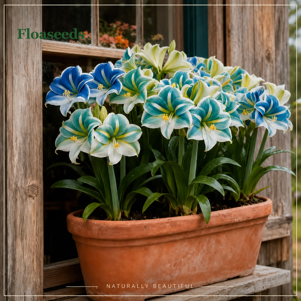 🦋Giant Double-Flowered Amaryllis(Hippeastrum)  Bulbs –🌺 The flowers are brilliant and long-lasting.