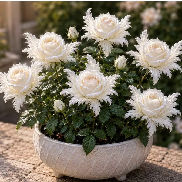 🏠🤗 Discover the Magic of Angel Wing Roses – Unique Petals, Endless Blooms🌹🪽