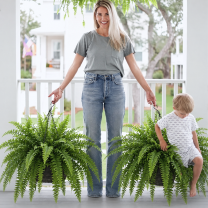 Large, Illuminated Artificial Boston Fern