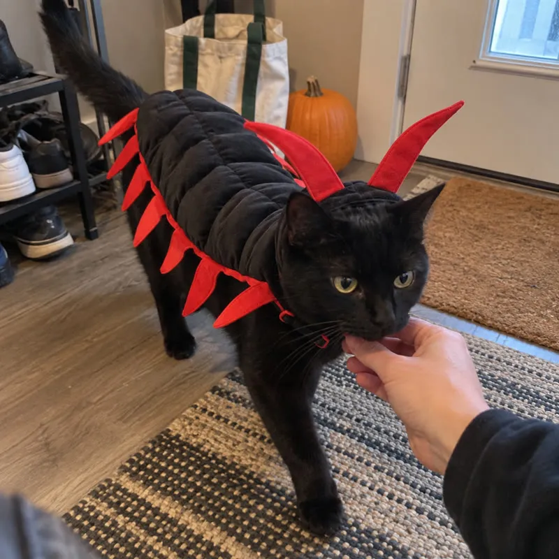 Black cat in red-trim centipede costume by a home entryway