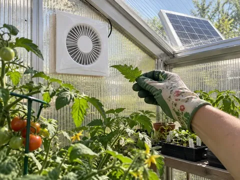 Gardener checking airflow from a solar exhaust fan in a greenhouse
