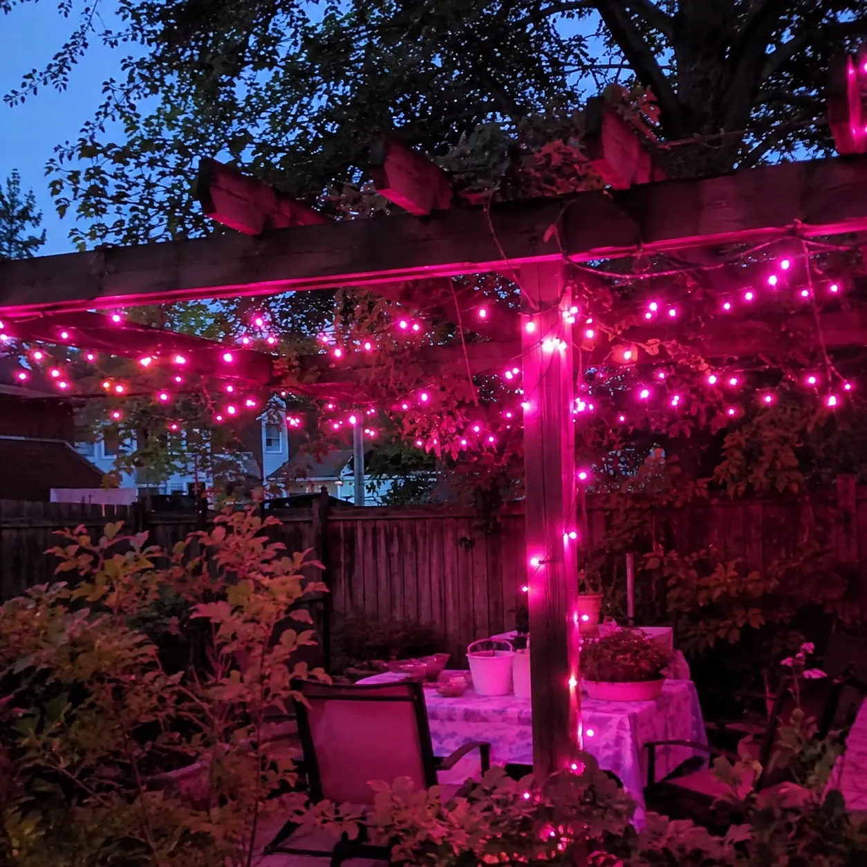 Pink lights on a pergola