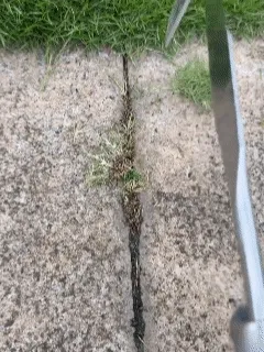 🌿 Patio Crack Weeding Tool demonstration